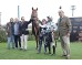  Carrera: Gran Criterium  Monta: V.Janacek Caballo: Bulnes